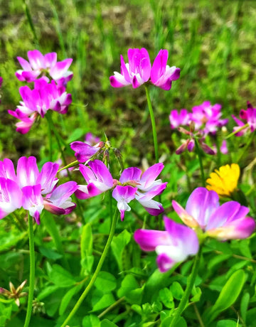 Purple Astragalus flower seeds for planting