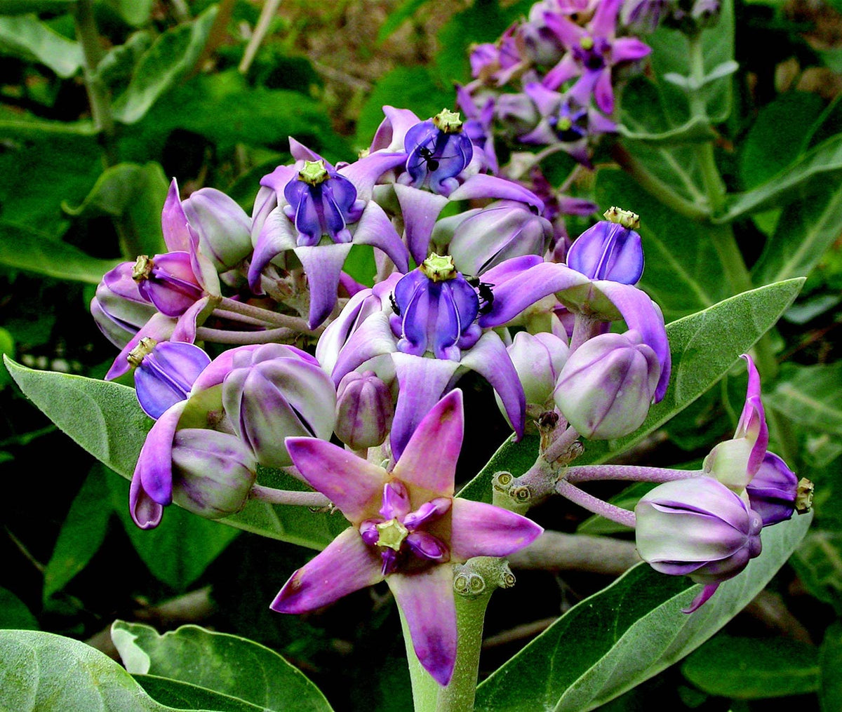 High germination Purple Calotropis seeds