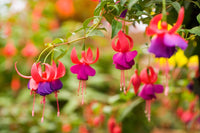 Non-GMO Purple Red Fuchsia seeds