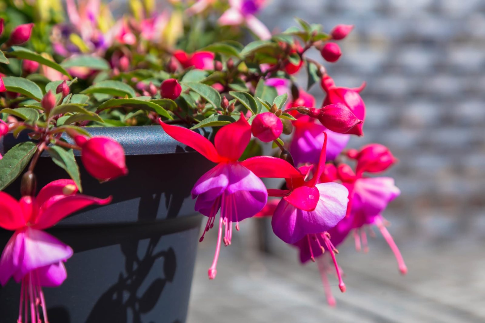 Ornamental Fuchsia plant with vibrant two-tone flowers