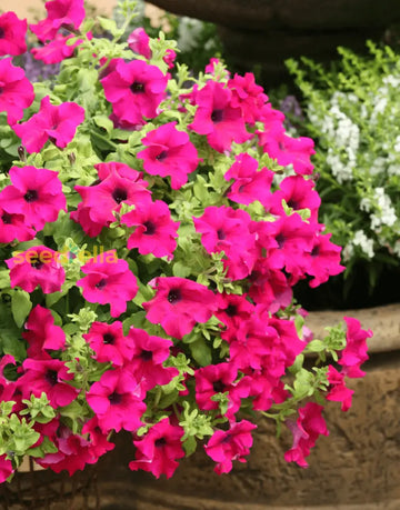 Purple Surfinia seeds for planting