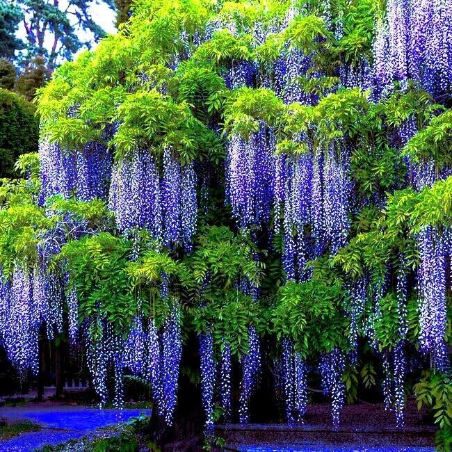 Ornamental Purple Wisteria bonsai plant
