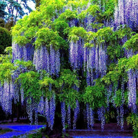 Ornamental Purple Wisteria bonsai plant