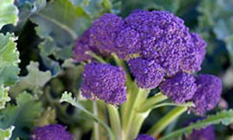 Purple Broccoli Seeds for Planting - Vibrant, Nutritious Vegetable