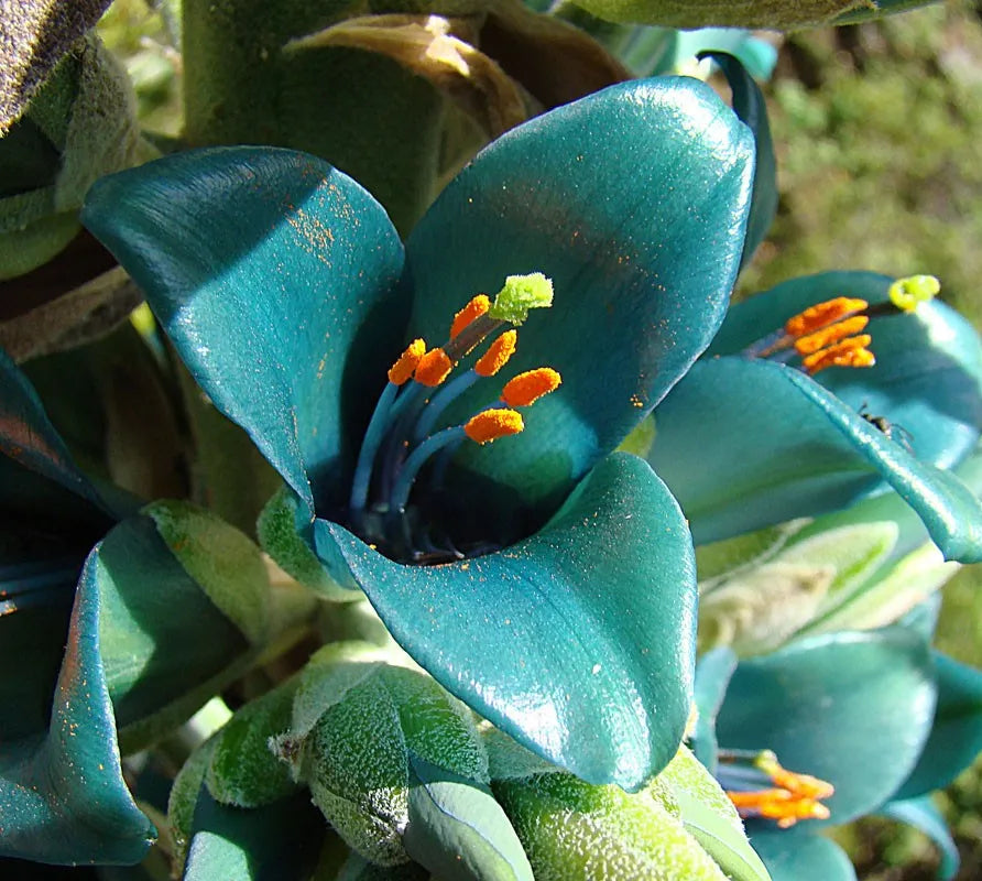 Blue Puya Alpestris seeds for planting