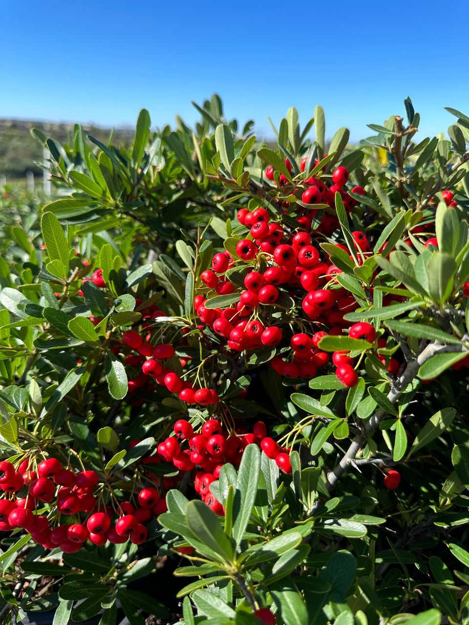 Red Pyracantha Fortuneana Seeds for Planting  Vibrant Berries, Easy-Growing Shrub