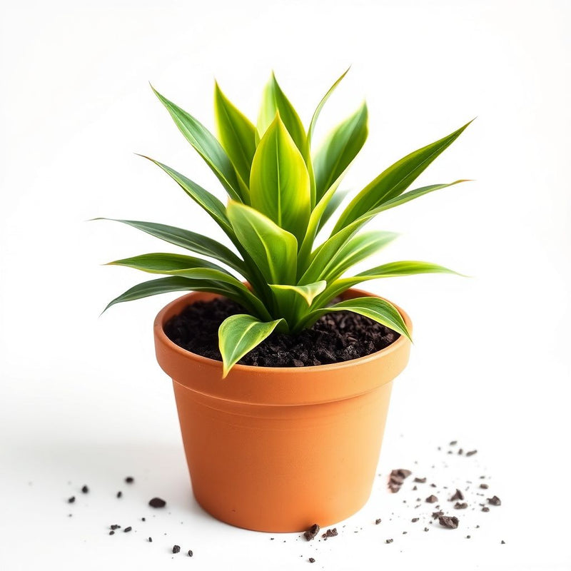Yellow Leuchtenbergia Plant Planting Seeds