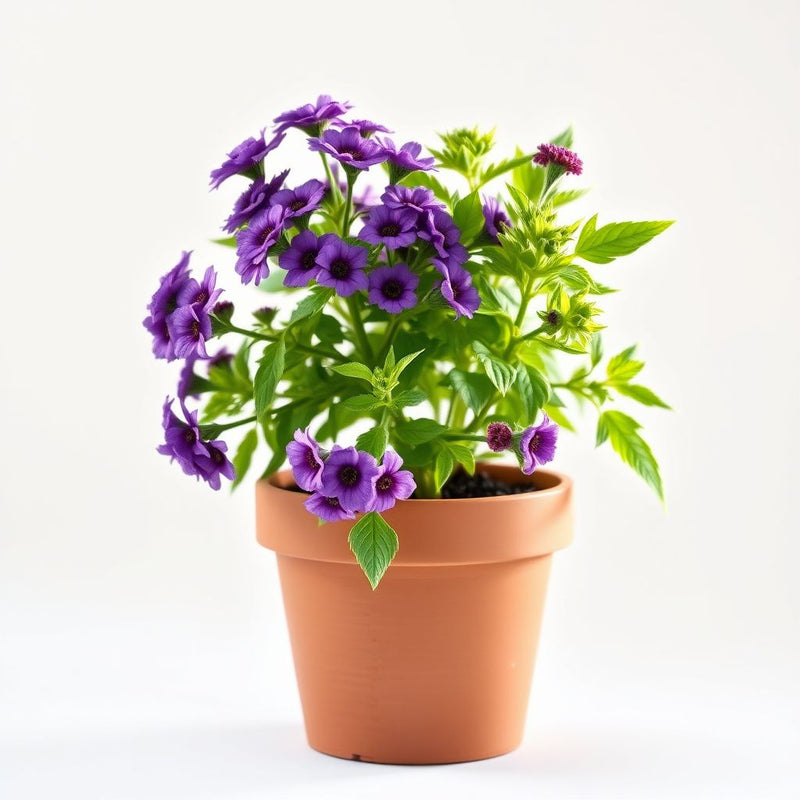 Purple Achillea / Yarrow Seeds for Beautiful Purple Blooms