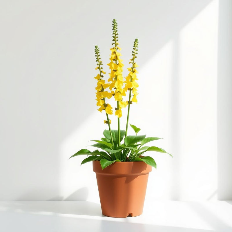 Yellow Verbascum Flower Seeds for Planting