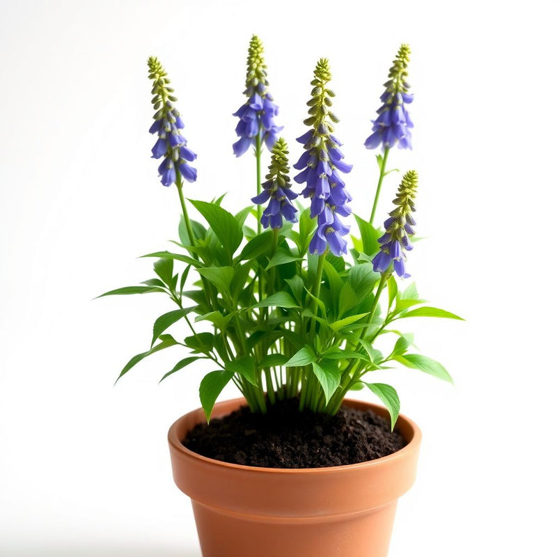 Aconitum Flower seeds for Planting - Perfect for Borders, Heirloom & GMO Free Seeds for Home Garden