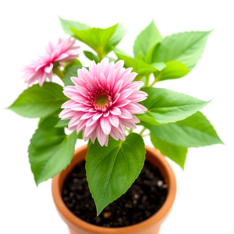 Pink Sunflower Seeds - Perfect for Planting