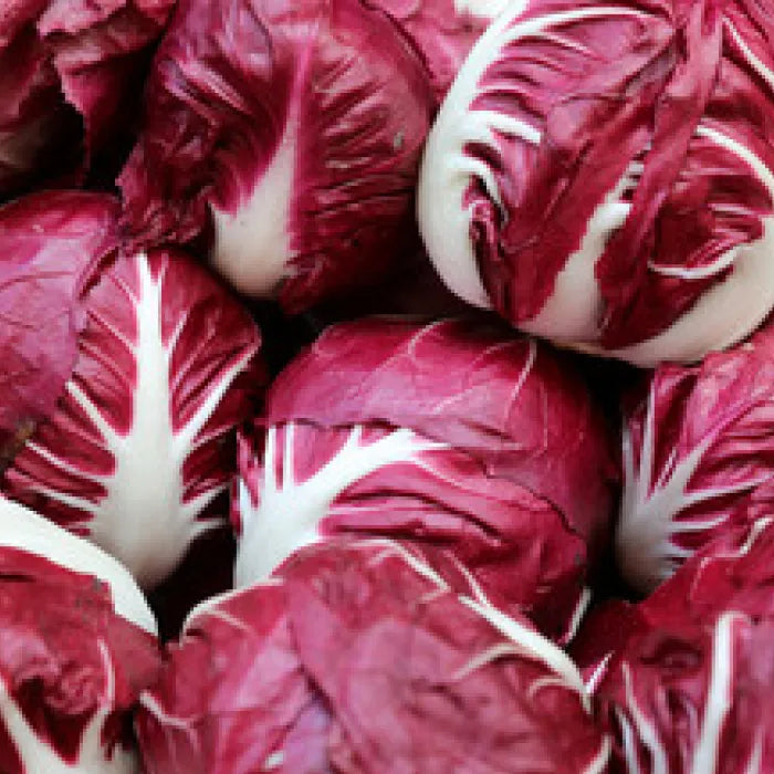 Burgundy Radicchio Planting Seeds - Grow Your Own