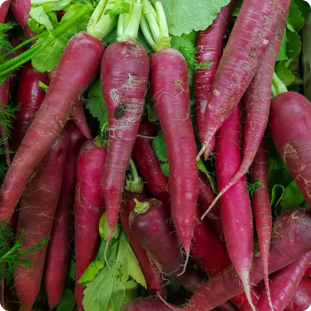 China Rose Rettichsamen Seeds for Spicy, Flavorful Radishes