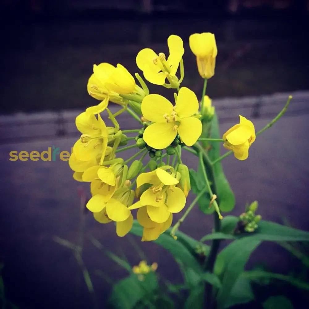 Non GMO edible rape seeds