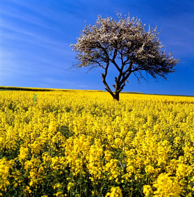 Yellow edible rape seeds for planting