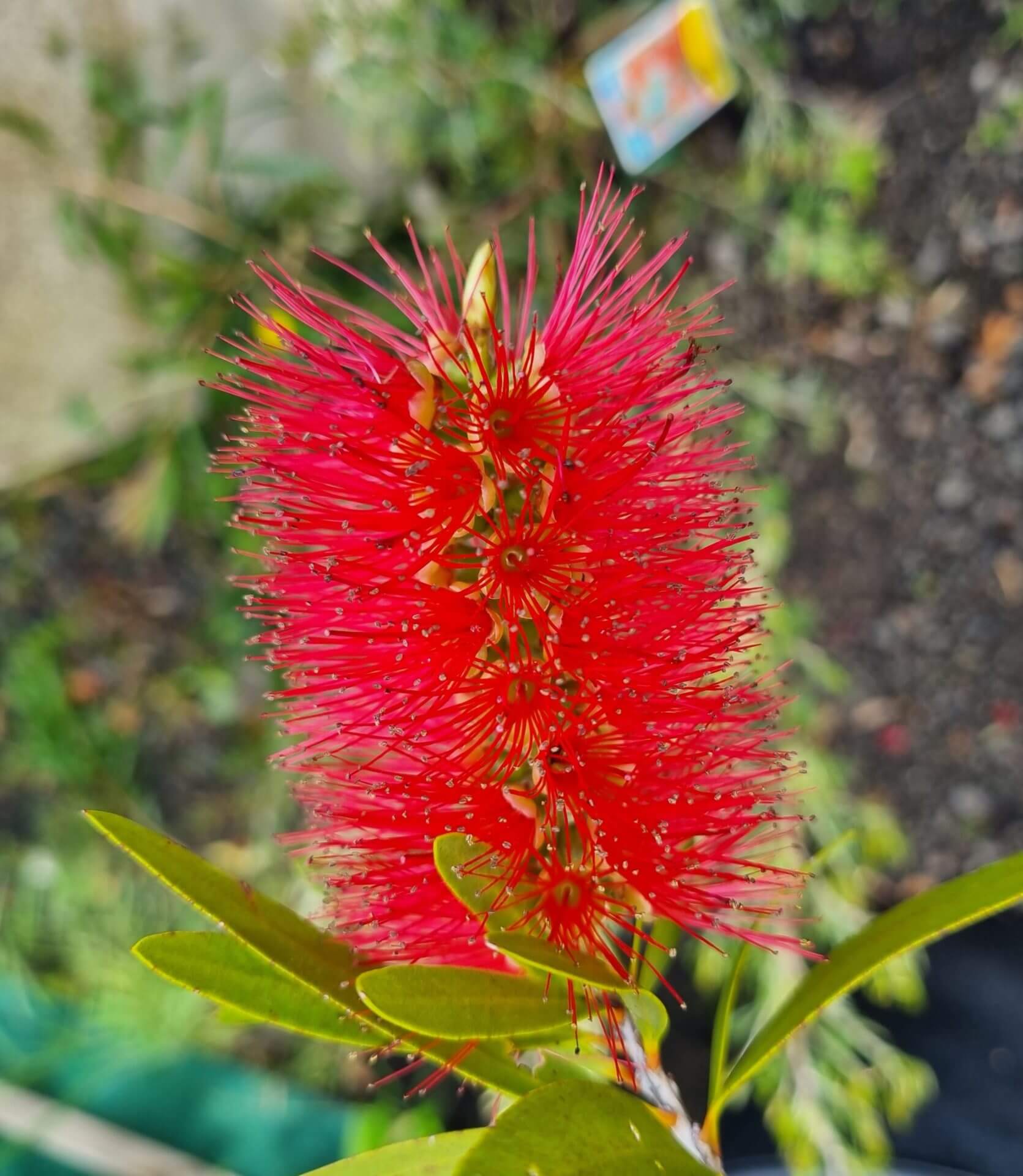 Ornamental Red Bottlebrush Tree plant
