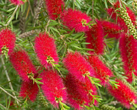 Red Bottlebrush Tree in patio container