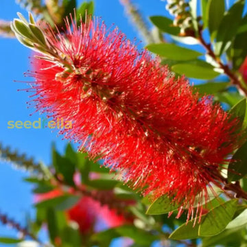 Red Bottlebrush Tree seeds for planting