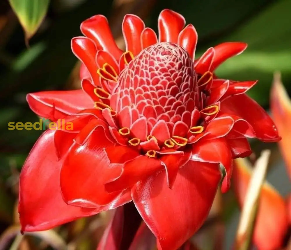 Non GMO Red Etlingera seeds