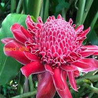 Red Etlingera flower planting seeds