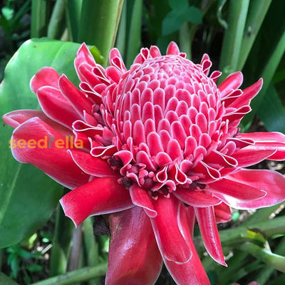 100 Pcs