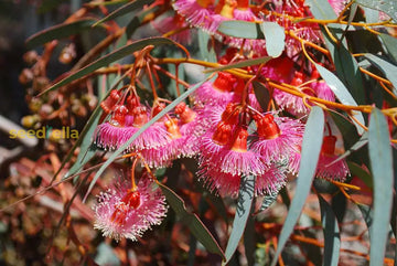 Red Eucalyptus Torquata seeds for planting