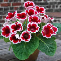 High germination Gloxinia flower seeds