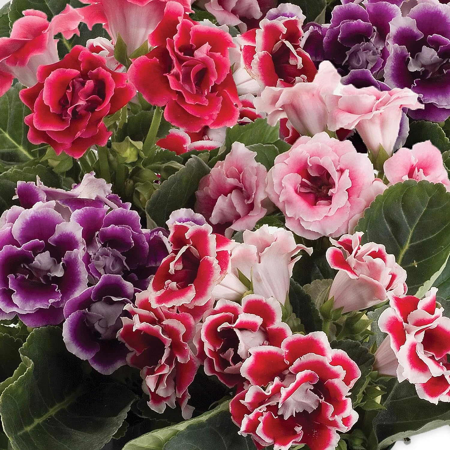 Non-GMO Red Gloxinia seeds