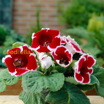 100 Pcs