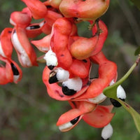Manila Tamarind Tree Planting Seeds for Home Gardens