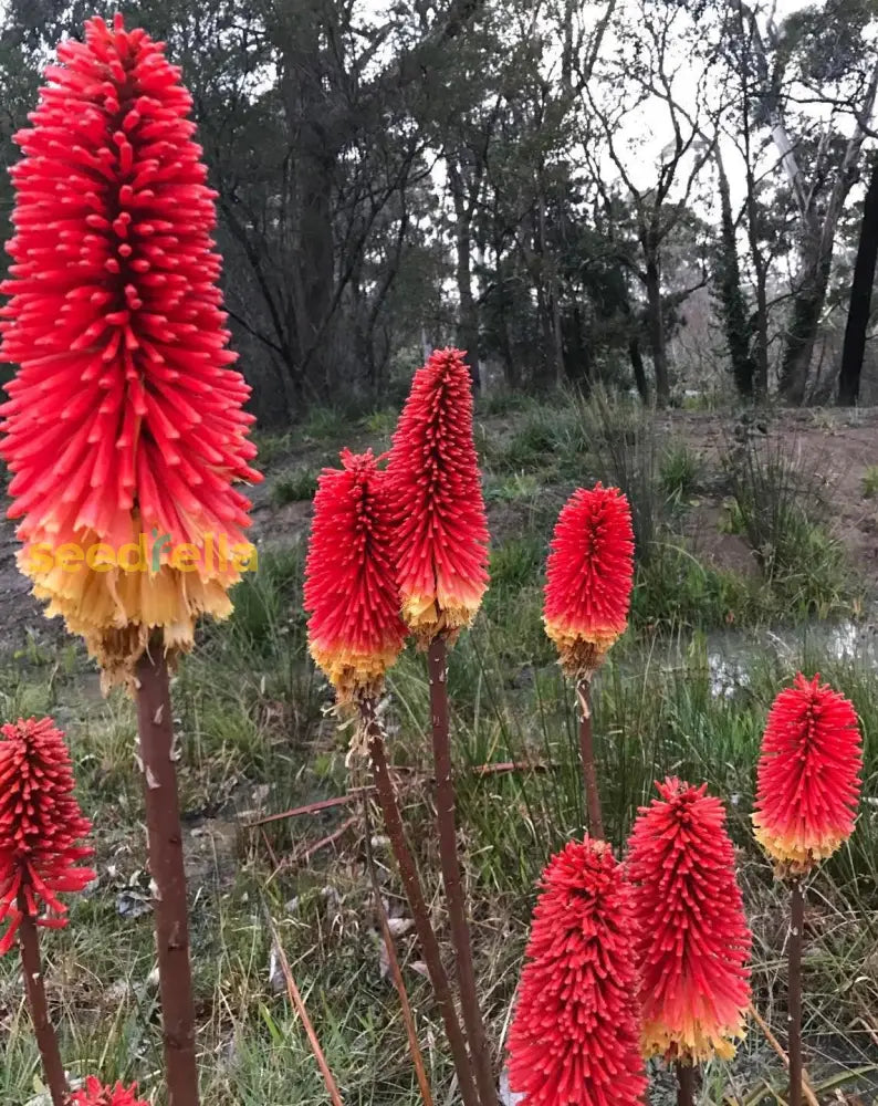 Non-GMO Red Hot Poker seeds