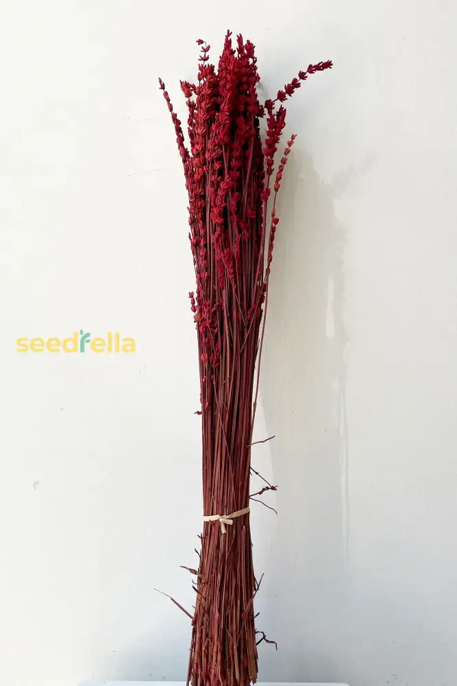 Ornamental Red Lavender plant