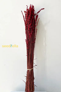 Ornamental Red Lavender plant