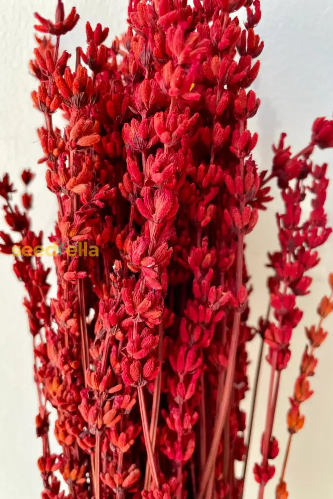 Red Lavender planting seeds for beautiful blooms