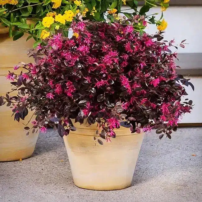 Non-GMO Loropetalum seeds