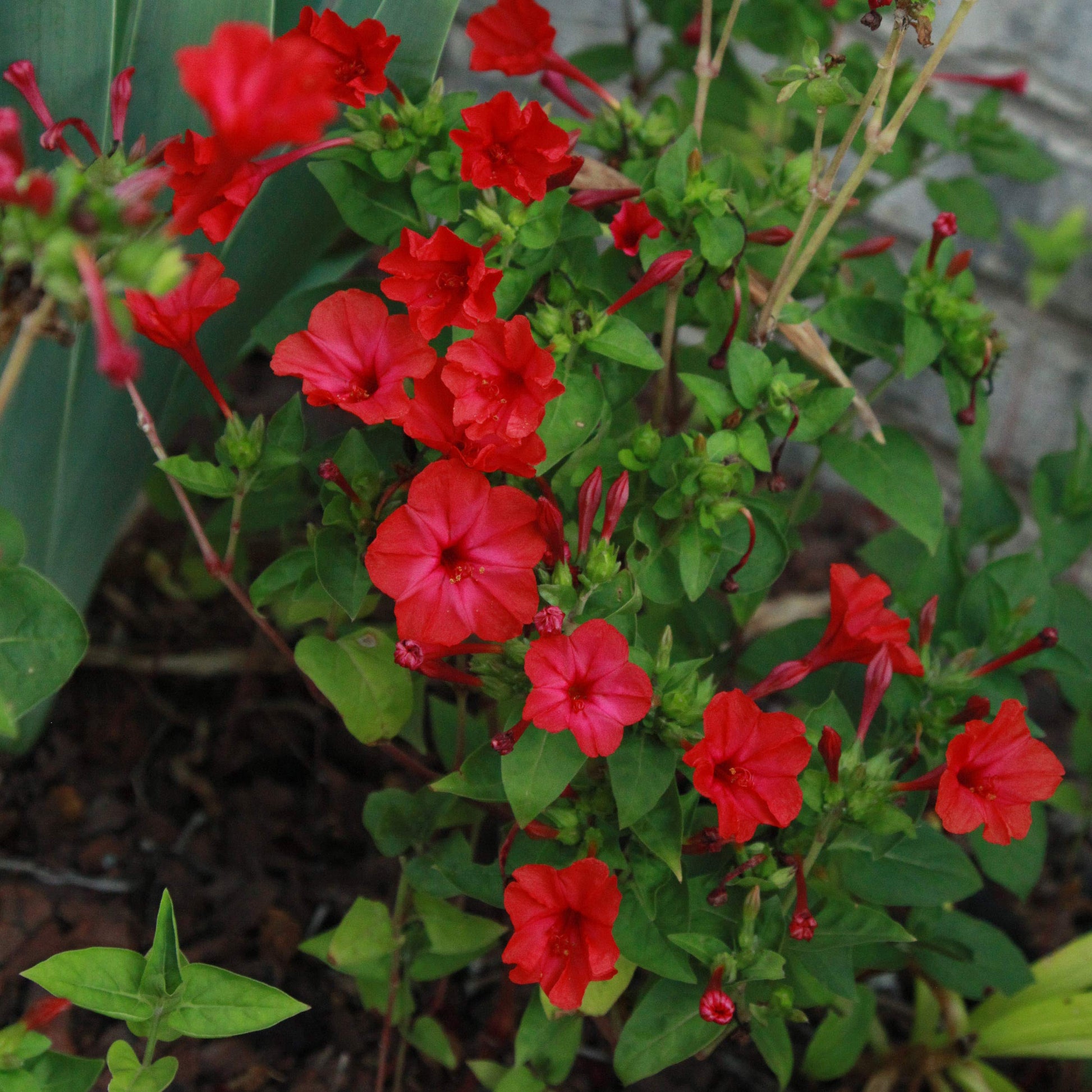 Red Mirabilis evening blooming flowers