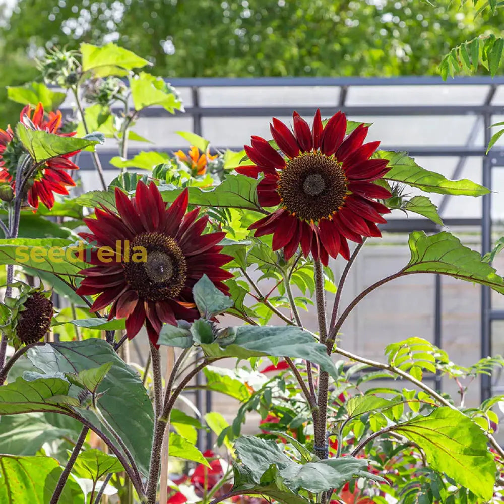 Non GMO Red Moulin sunflower seeds