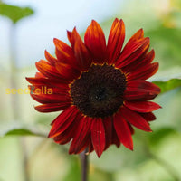 Ornamental Red Moulin sunflower flowering plant
