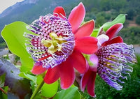 Non-GMO Red Passiflora Alata seeds
