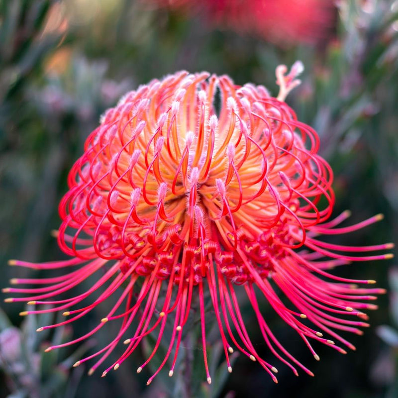 Red Pincushion Flower (Scabiosa) seeds for planting