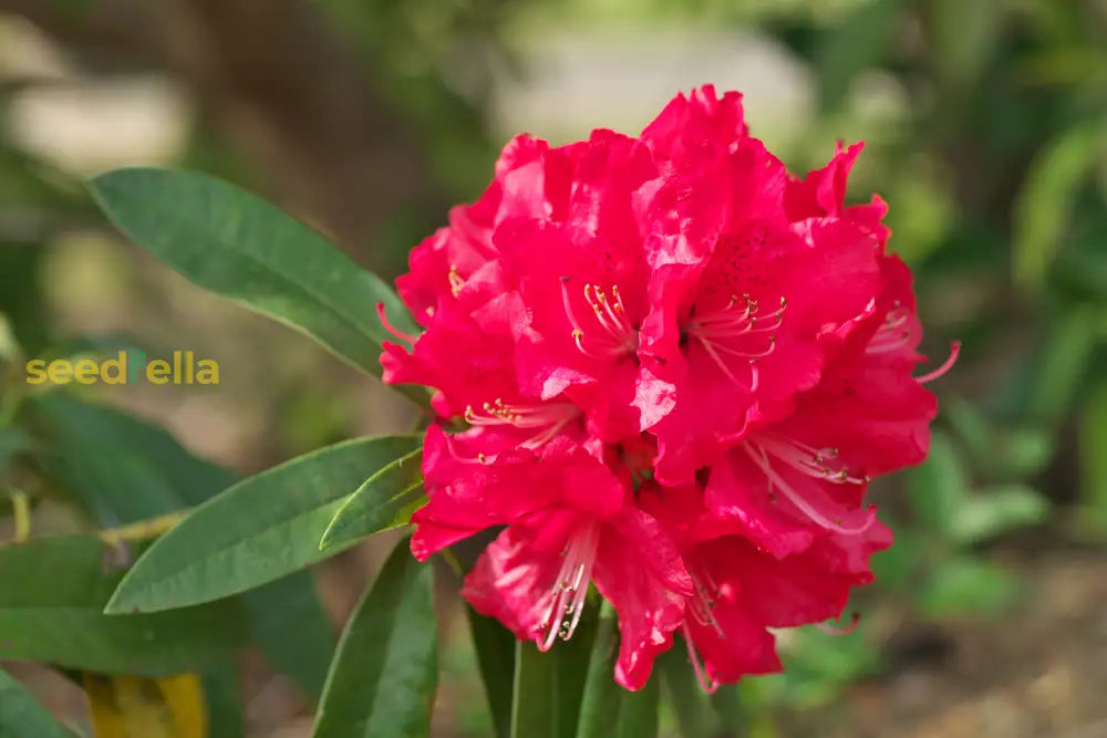 Red Rhododendron Barbatum seeds for planting