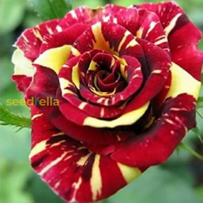100 Pcs