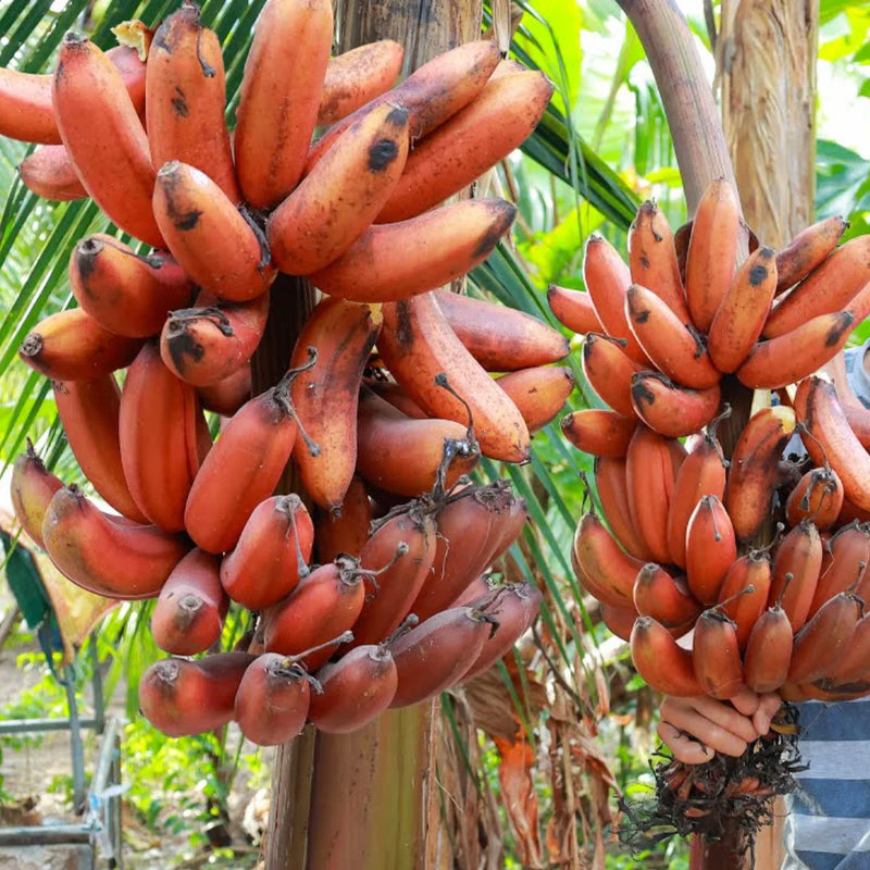 Red Banana Planting Seeds - Grow Exotic Tropical Fruit in Your Garden