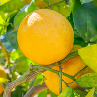 Red Sweet Grapefruit Fruit Seeds - Easy Planting for Fresh Citrus