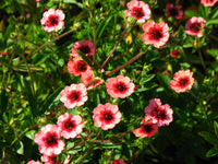 red-willmott-flower-seeds