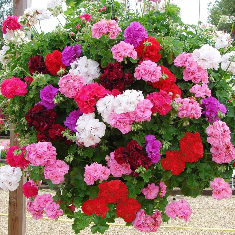 High germination Regal Pelargonium seeds