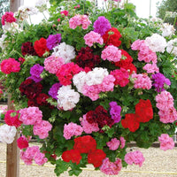 High germination Regal Pelargonium seeds