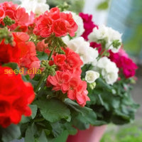 Mixed Regal Pelargonium seeds for planting