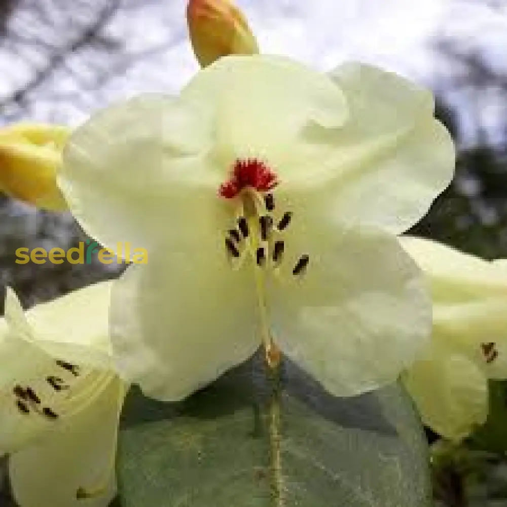 Non GMO yellow Rhododendron seeds