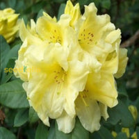 Yellow Rhododendron Campylocarpum seeds for planting
